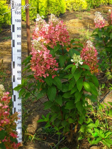 Гортензия метельчатая 'Pinky Winky' ® #3, C3 - - 6