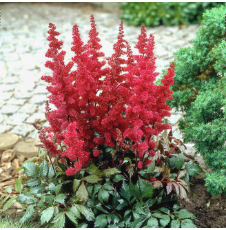 Астільба Арендса 'Granat'