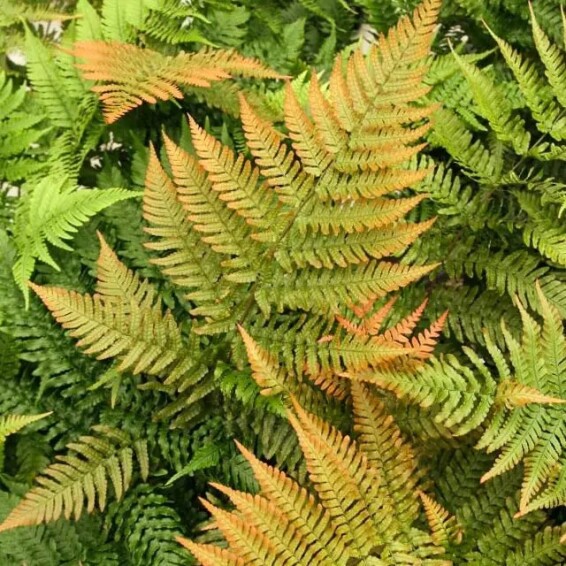 Щитник (папороть) червоносорусовий - 4