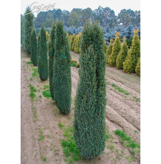 Ялівець звичайний 'Sentinel'