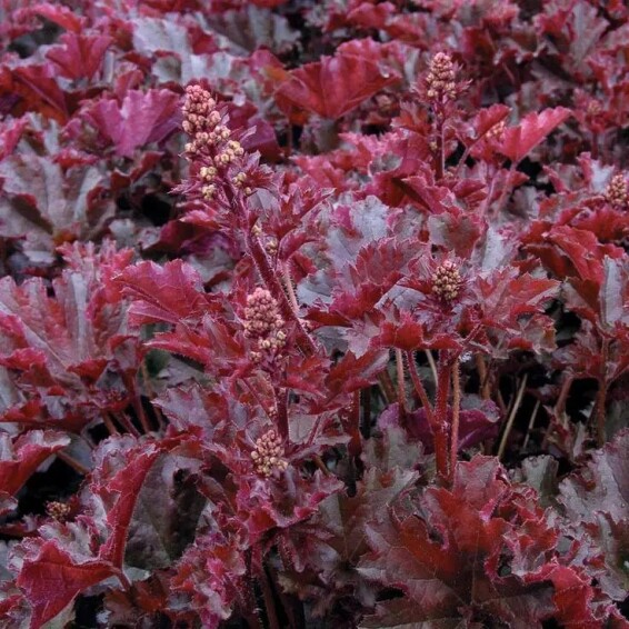 Гейхера дрібноквіткова 'Crimson Curls' - 6