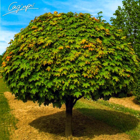 Клен гостролистий 'Globosum' - 4