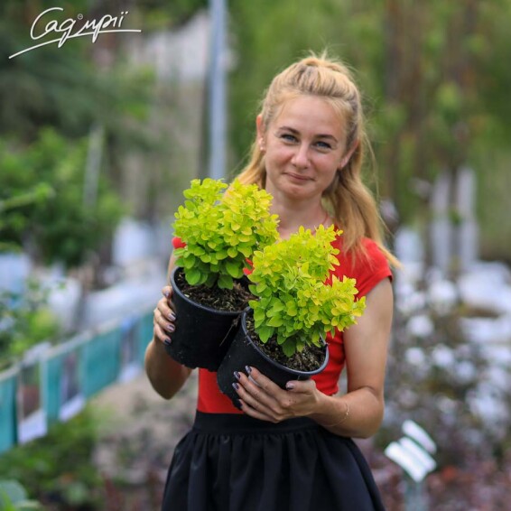 Барбарис Тунберга 'Golden Rocket' - 1 Барбарис Тунберга 'Golden Rocket' - 1