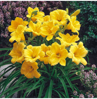 Лилейник 'Stella d'Oro'