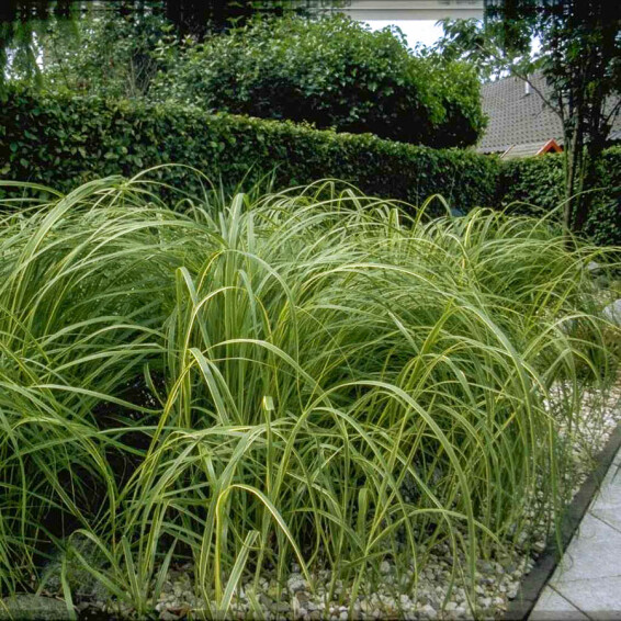 Спартина гребенчатая 'Aureomarginata' - 6