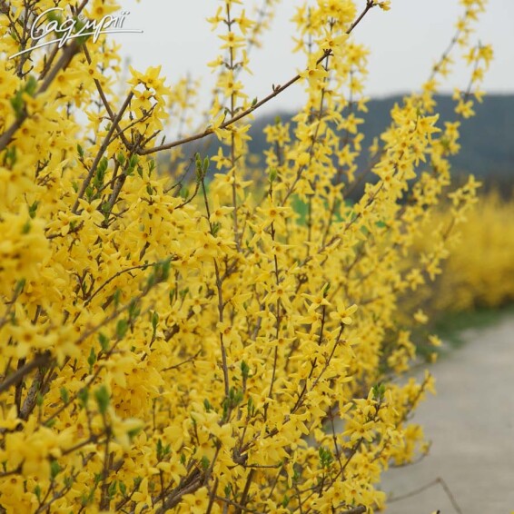 Форзиція 'Goldrausch' - 1