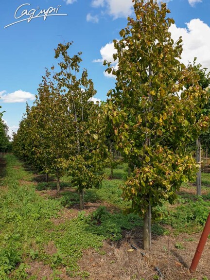 Паротія перська 'Vanessa' #1, WRB 20--25 600+ без штамбу - 1 Паротія перська 'Vanessa' #1, WRB 20--25 600+ без штамбу - 1