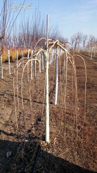 Шовковиця біла 'Pendula' #9, WRB 18--20 200-225 St. 180 - 3