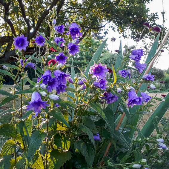 Дзвоник кропиволистий ‘Bernice’ #1, ГК - - 2