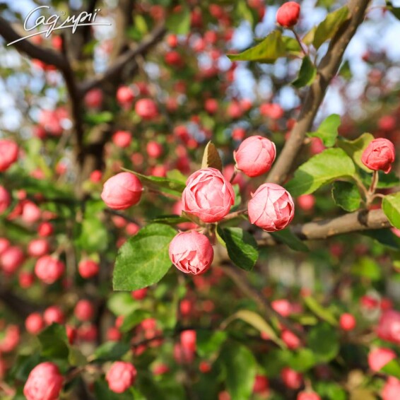 Яблоня 'Brandy Wine' - 1