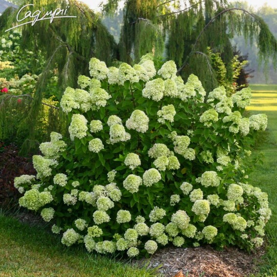 Гортензія волотиста 'Little Lime' #1, С2 100-125 - 4