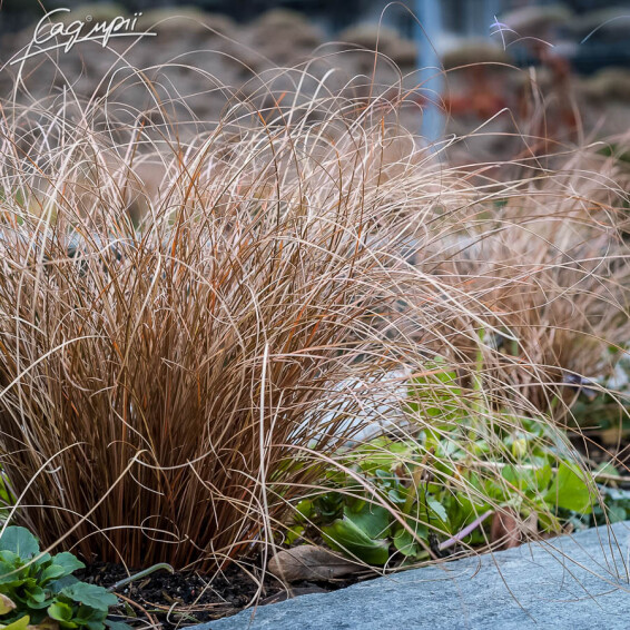 Осока власовидная 'Bronze Form' - 1 Осока власовидная 'Bronze Form' - 1