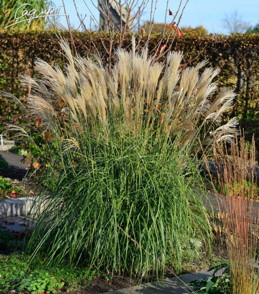 Мискантус китайский 'Herman Mussel' - 4