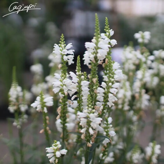 Фізостегія віргінська 'Alba' - 6 Фізостегія віргінська 'Alba' - 6