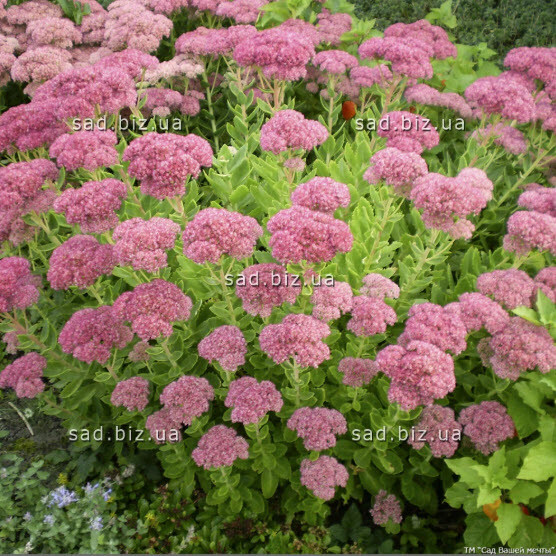 Очиток видный 'Matrona' - 1