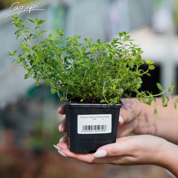 Чебрець повзучий - 2