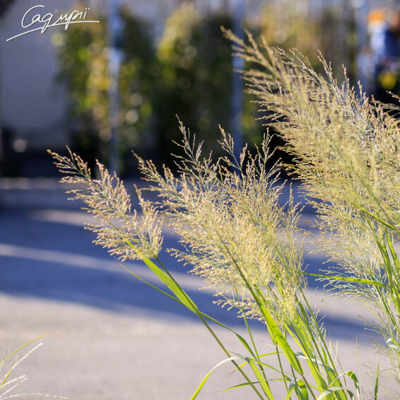 Просо вербовидне 'Dallas Blues' - 4 Просо вербовидне 'Dallas Blues' - 4