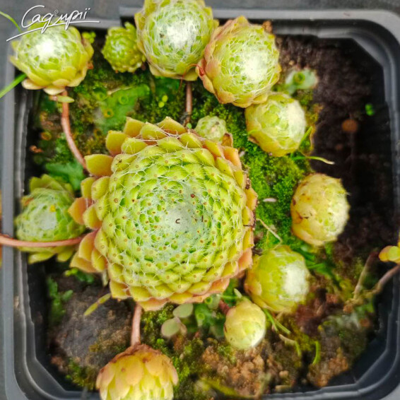 Молодило павутинисте 'Doelianum' - 1