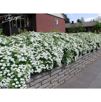 Спирея березолистная