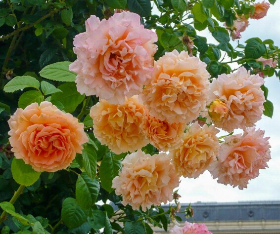 Роза флорибунда 'Polka' - 5