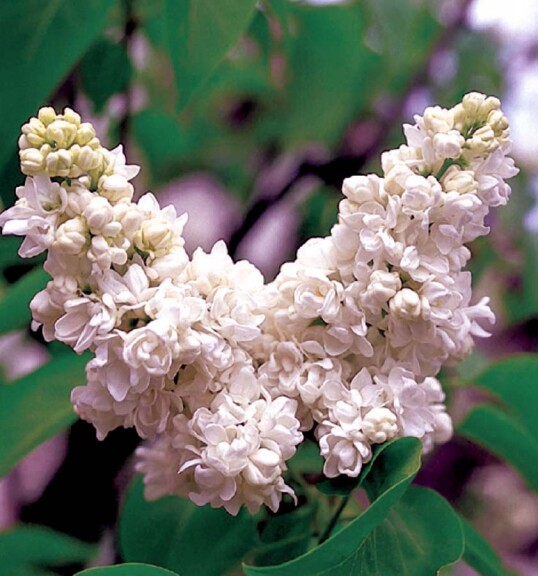 Бузок звичайний 'Mme Lemoine' - 4 Бузок звичайний 'Mme Lemoine' - 4