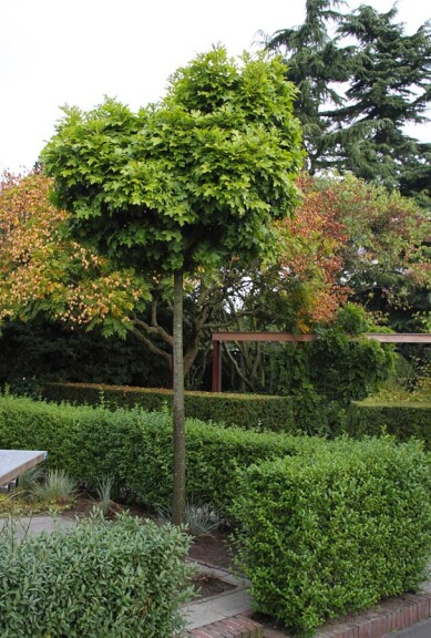 Дуб болотний 'Green Dwarf' - 2 Дуб болотний 'Green Dwarf' - 2