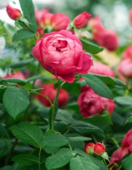 Роза английская 'Benjamin Britten' - 5