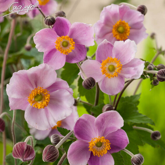 Анемона гібридна 'September Charm' - 6 Анемона гібридна 'September Charm' - 6