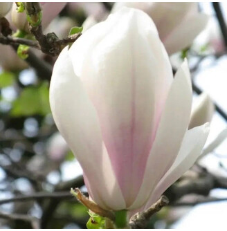 Магнолія Суланжа 'Speciosa'