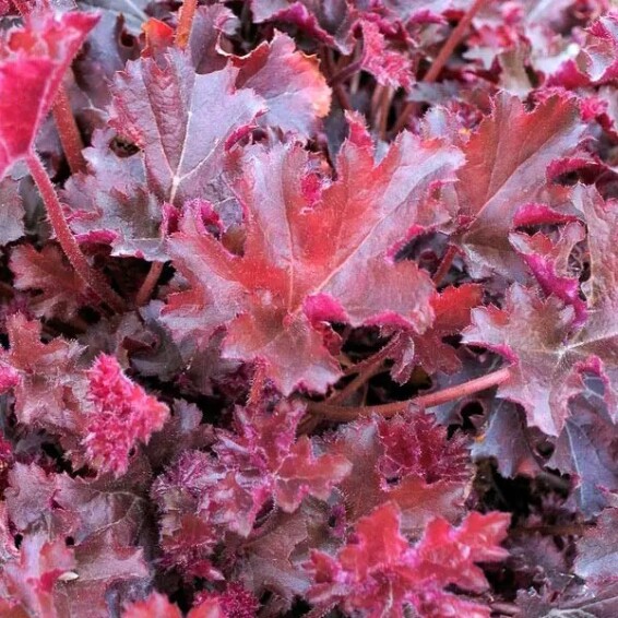 Гейхера дрібноквіткова 'Crimson Curls' - 5