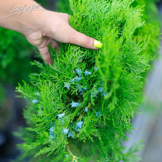 Туя східна 'Madurodam' - 2