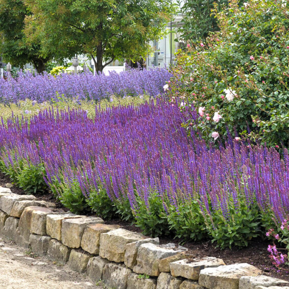 Шавлія лісова 'Ost Friesland', p9 - - 4