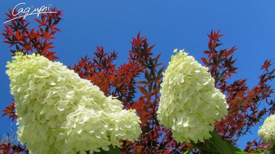 Гортензія волотиста 'Limelight' ® #4, С7 - - 6