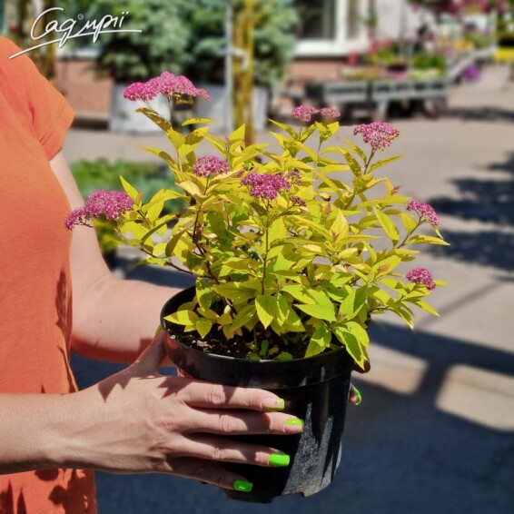 Спірея японська 'Golden Princess' - 8