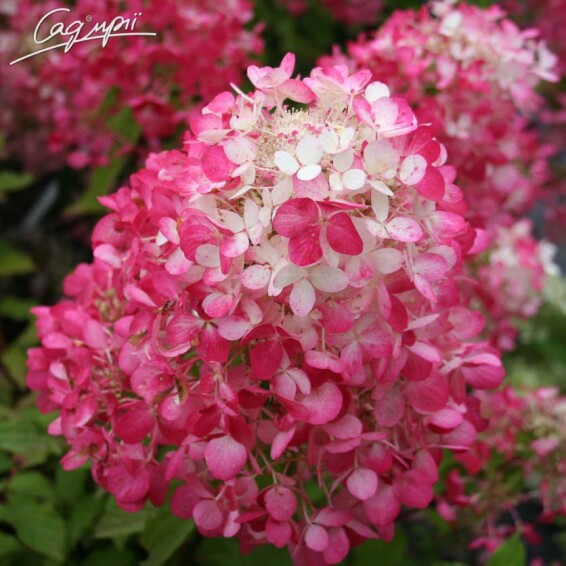 Гортензия метельчатая 'Diamand Rouge'® #3, С3 80-90 - 3