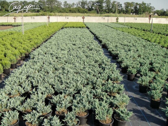 Ялівець горизонтальний 'Blue Chip' - 3