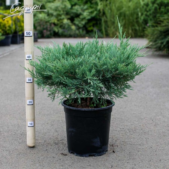 Можжевельник горизонтальный 'Hughes' #2, С14 D 100+ - 5