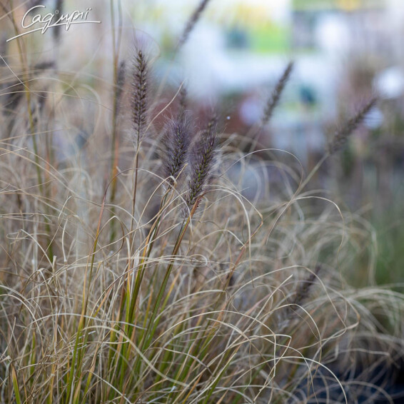 Пенісетум лисохвістний 'Moudry' - 5