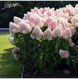 Гортензія волотиста 'Summer Love'