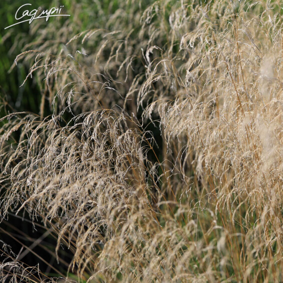 Луговик дернистый 'Bronzeschleier' - 1