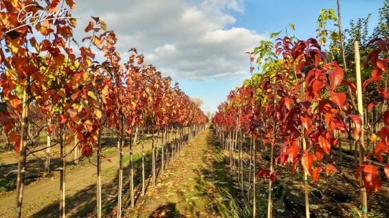 Яблуня 'Brandy Wine' #1, C60 12--14 250-300 St. 1/2 - 4