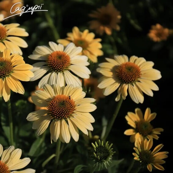 Ехінацея пурпурна 'Mellow Yellow' - 6