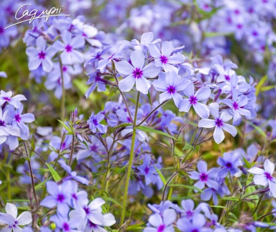 Флокс розчепірений - 1