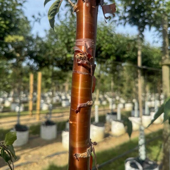 Вишня зубчата - 6