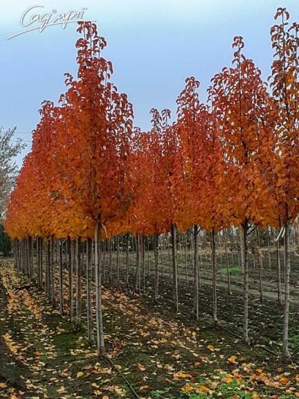 Груша Каллериана 'Redspire' - 2