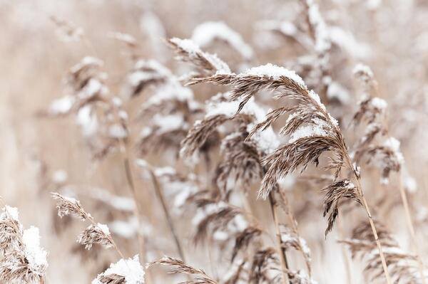 Травы и злаки - украшение зимнего сада