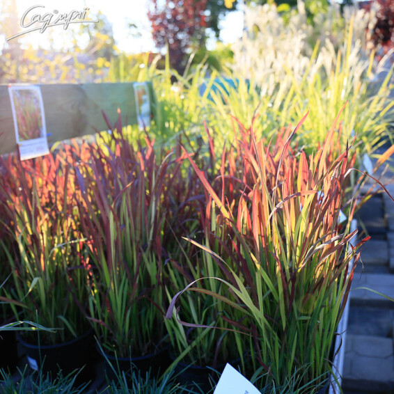 Императа цилиндрическая 'Red Baron' - 4