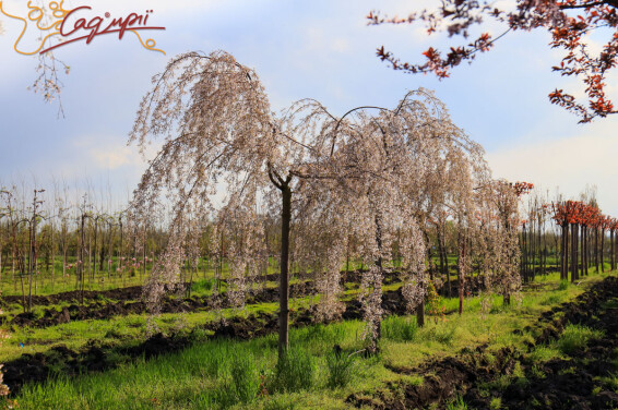 Вишня субхиртела 'Pendula' - 19