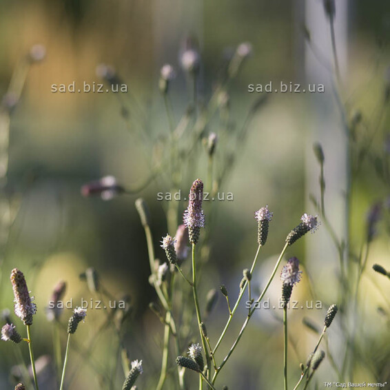 Кровохлебка лекарственная 'Pink Tanna', C3 - - 1