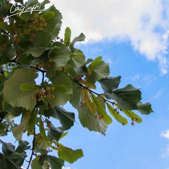 Липа крупнолистная - 1 Липа крупнолистная - 1